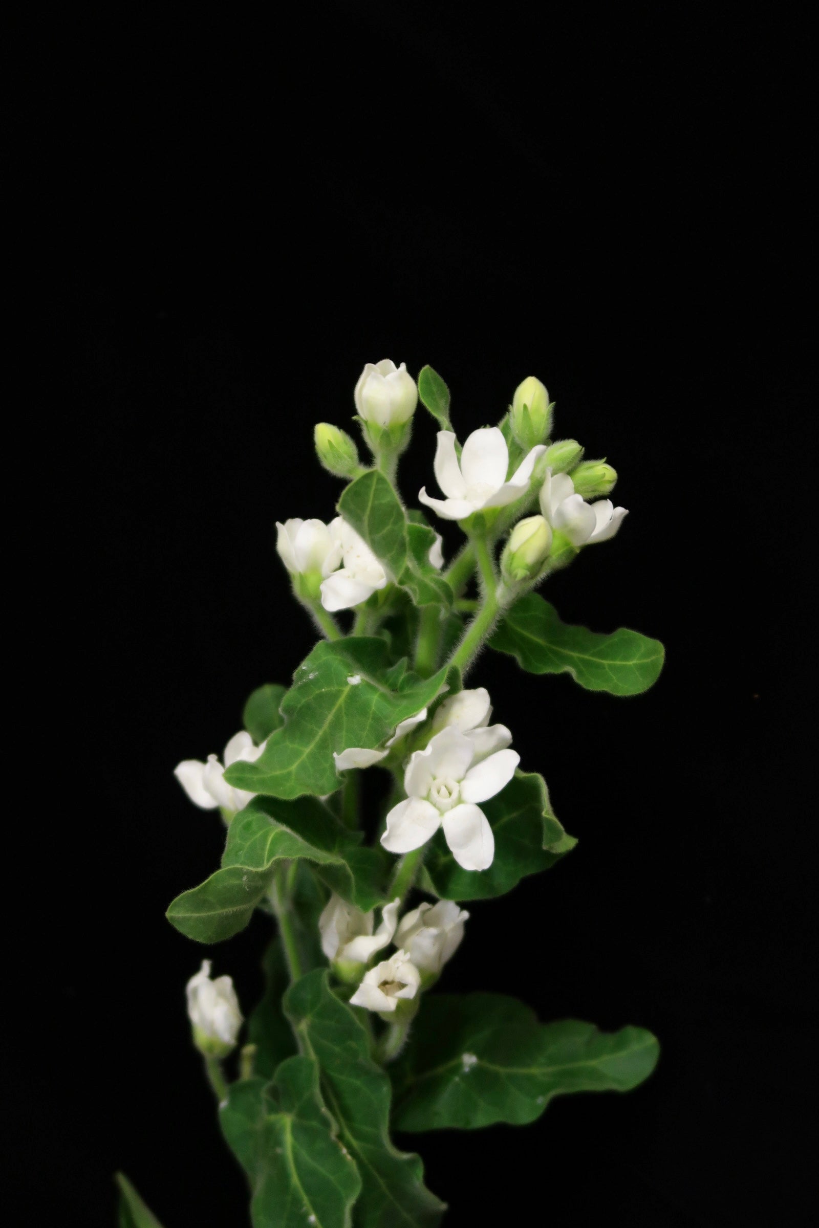Oxypetalum White
