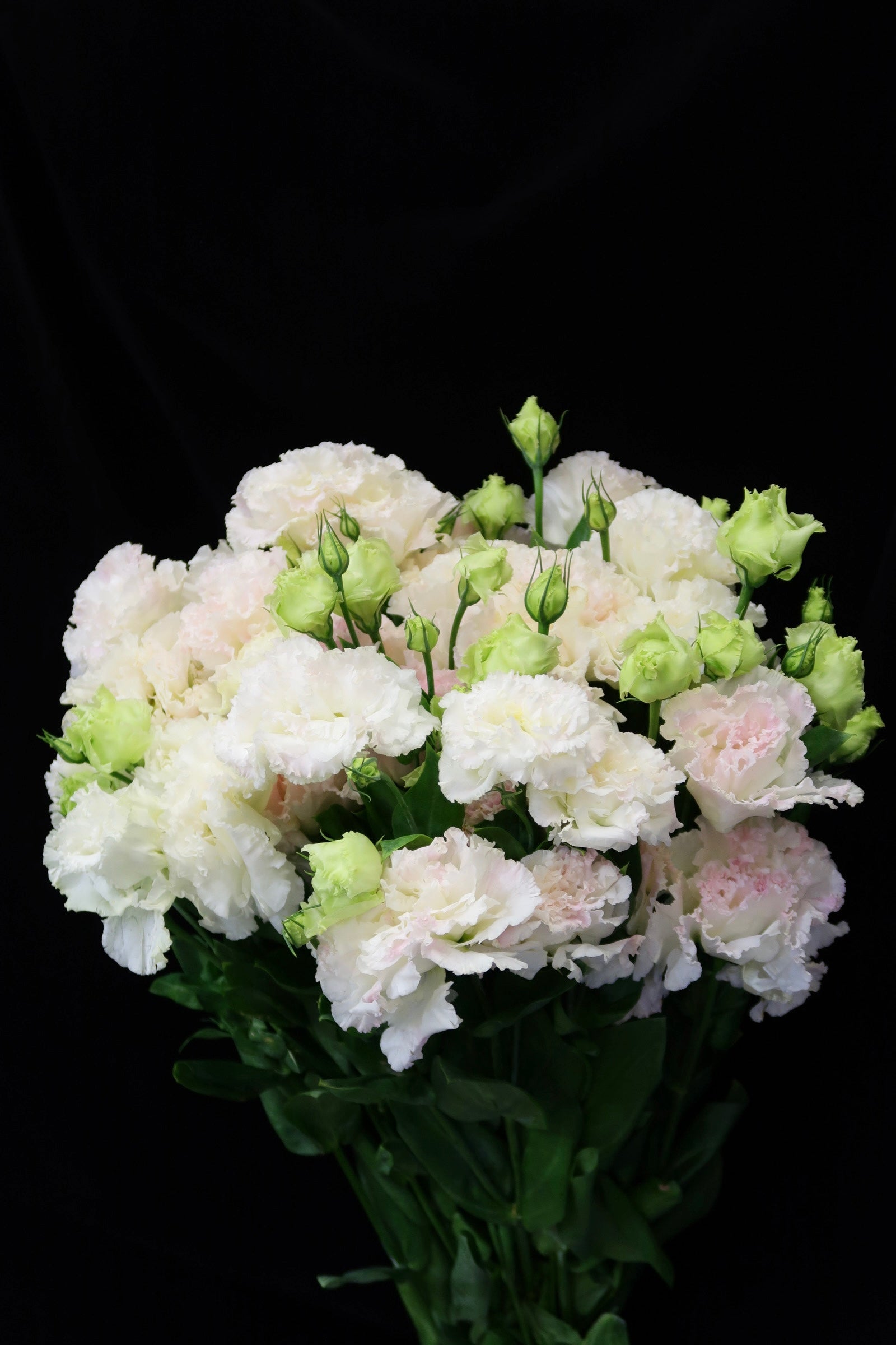 Eustoma Wave - Ice Cream