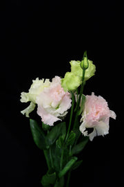 Eustoma Wave - Ice Cream