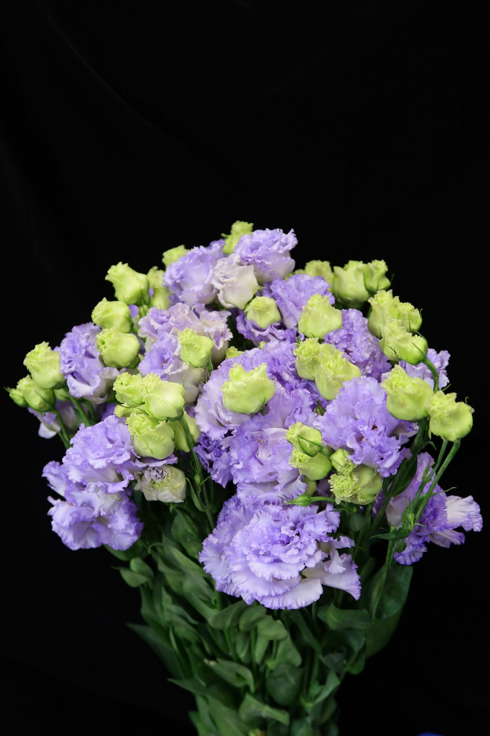 Eustoma Wave - Farmer Light Purple