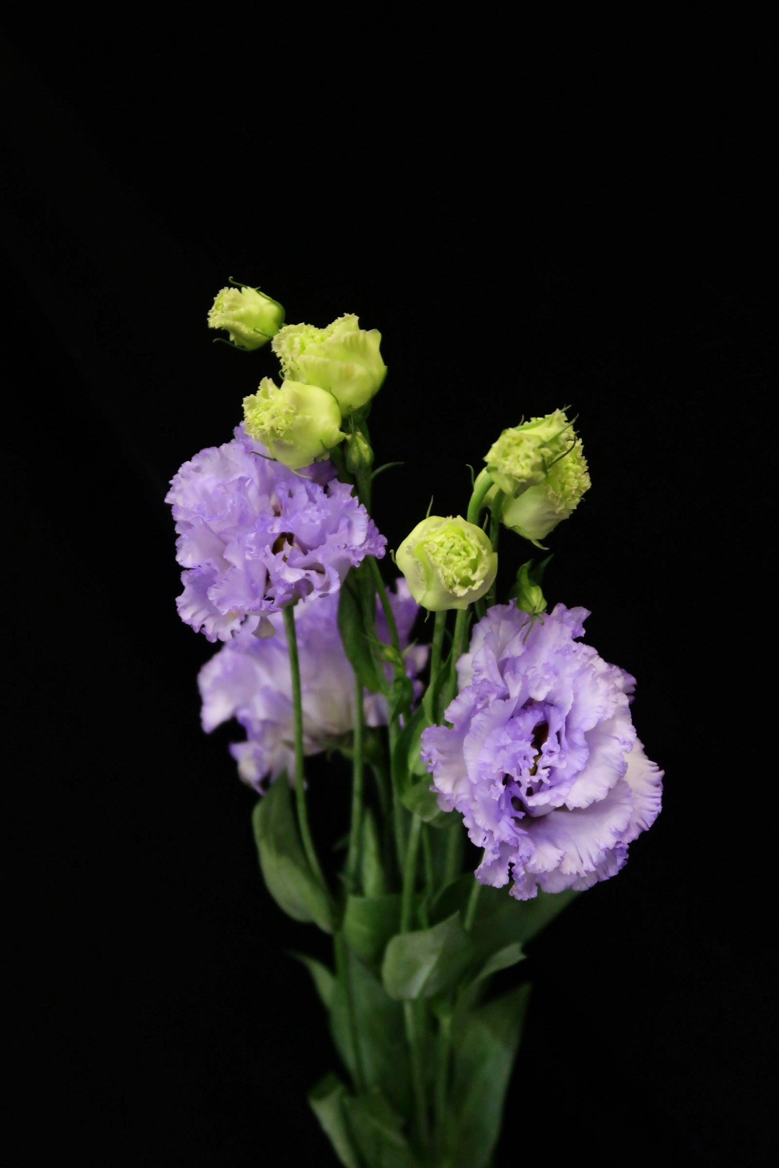 Eustoma Wave - Farmer Light Purple