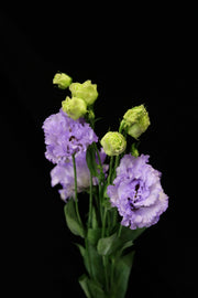Eustoma Wave - Farmer Light Purple