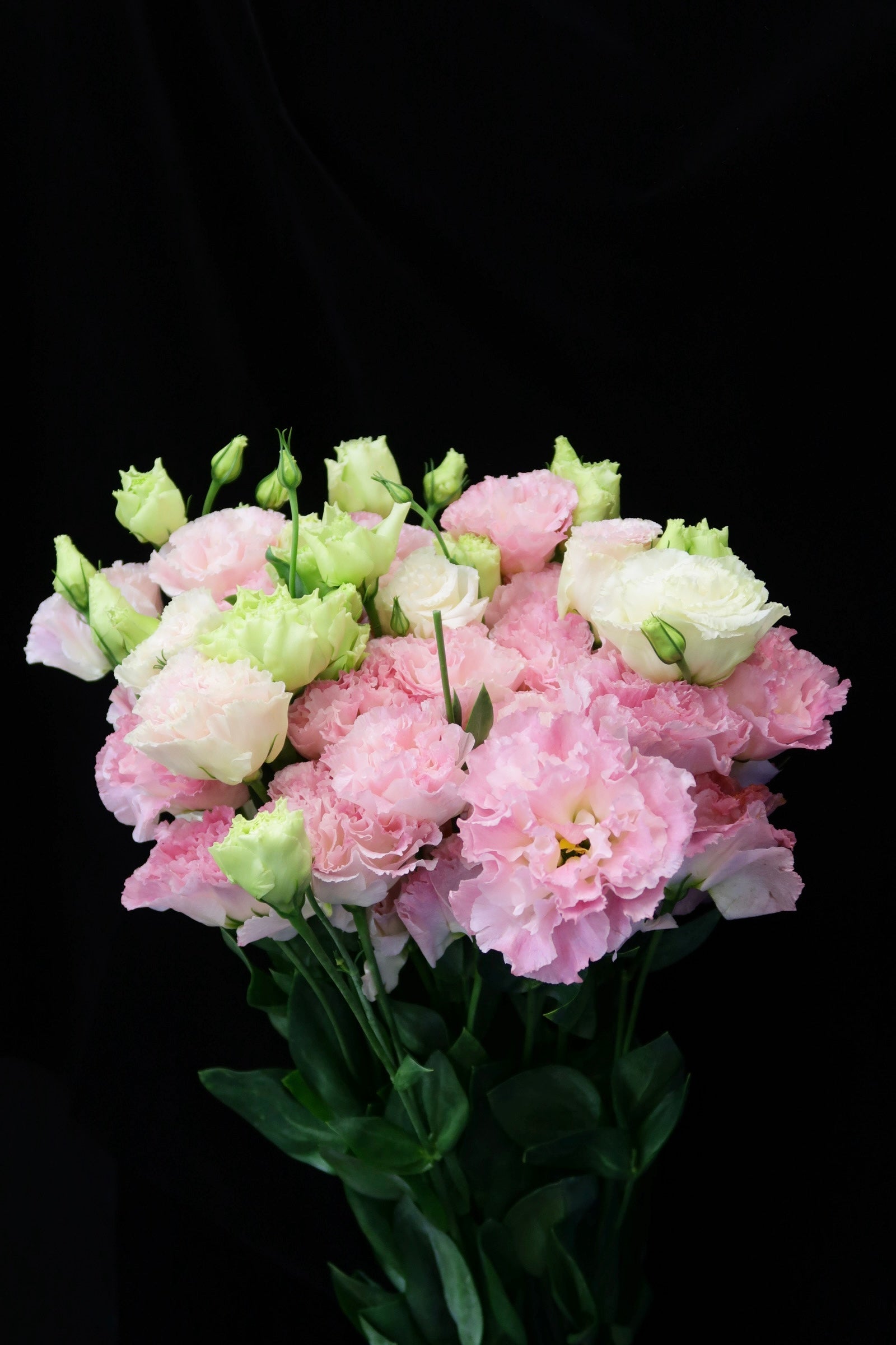 Eustoma Wave - Pink Sunshine