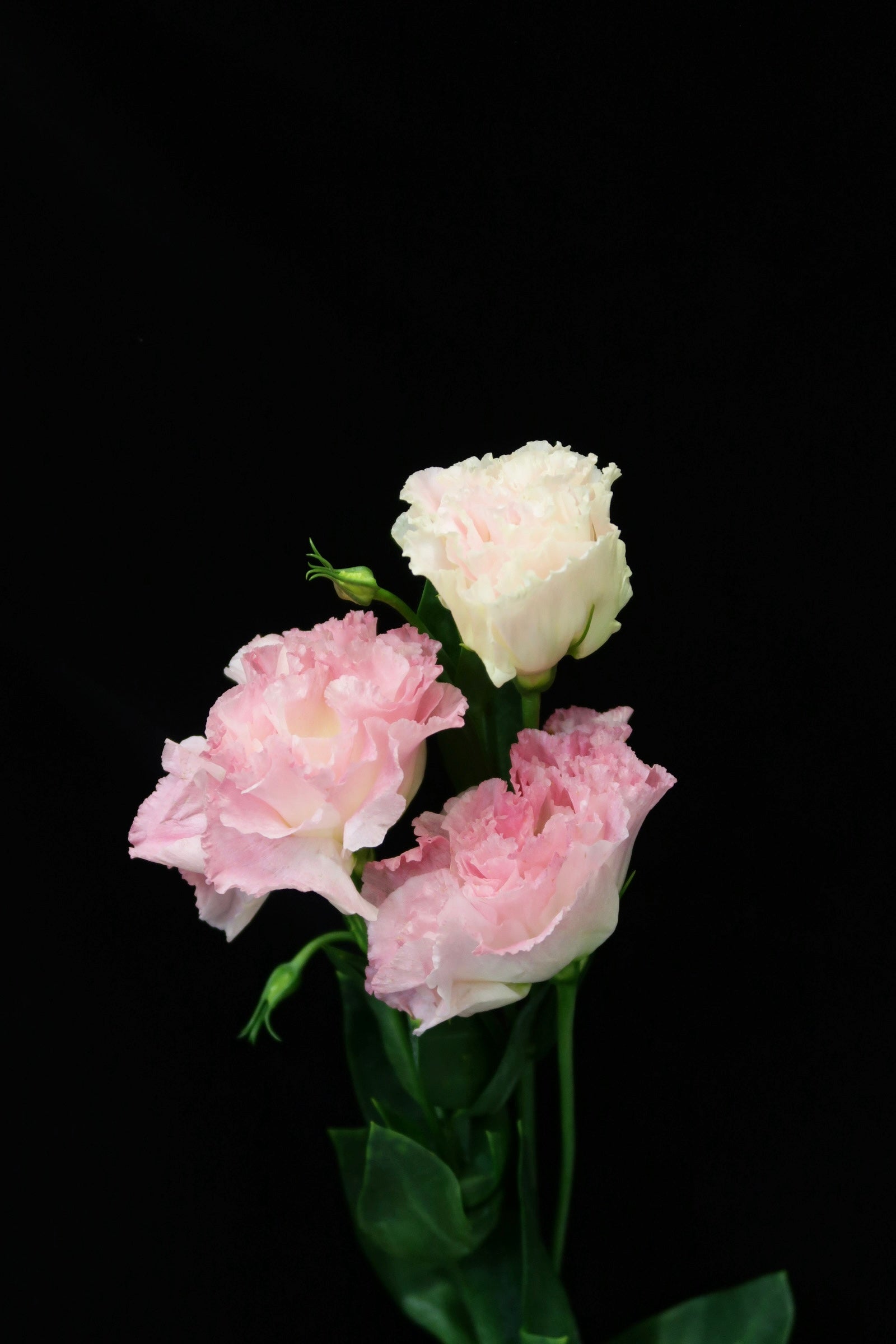 Eustoma Wave - Pink Sunshine