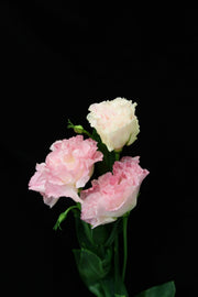 Eustoma Wave - Pink Sunshine