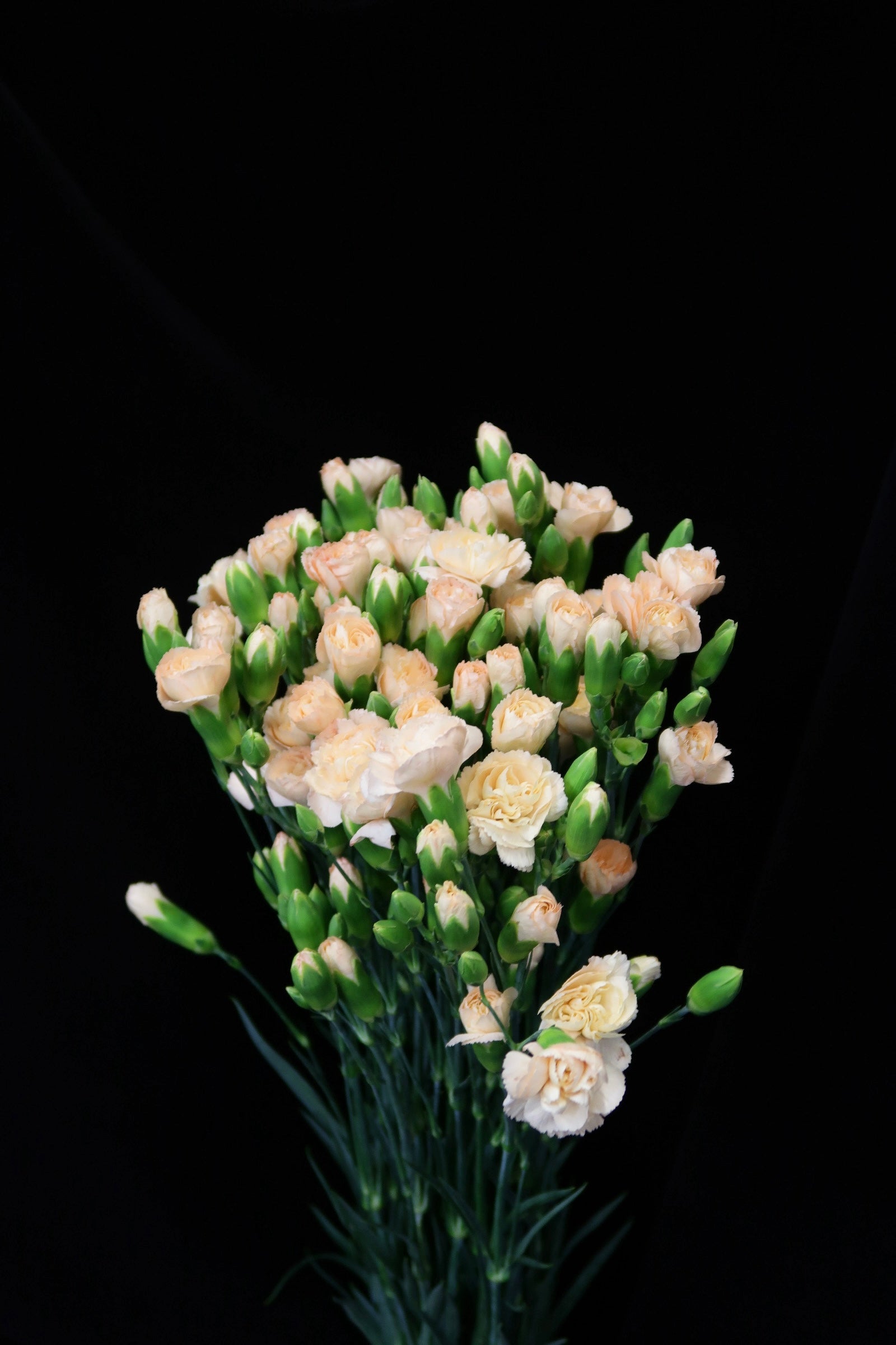 Spray Carnation - Champagne