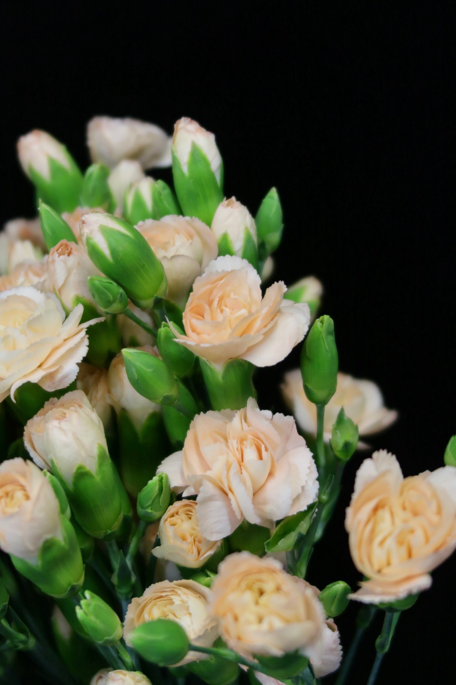 Spray Carnation - Champagne