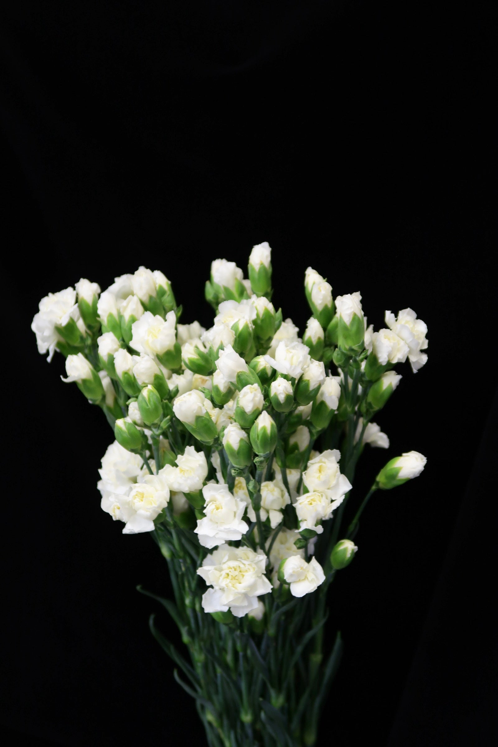 Spray Carnation - White