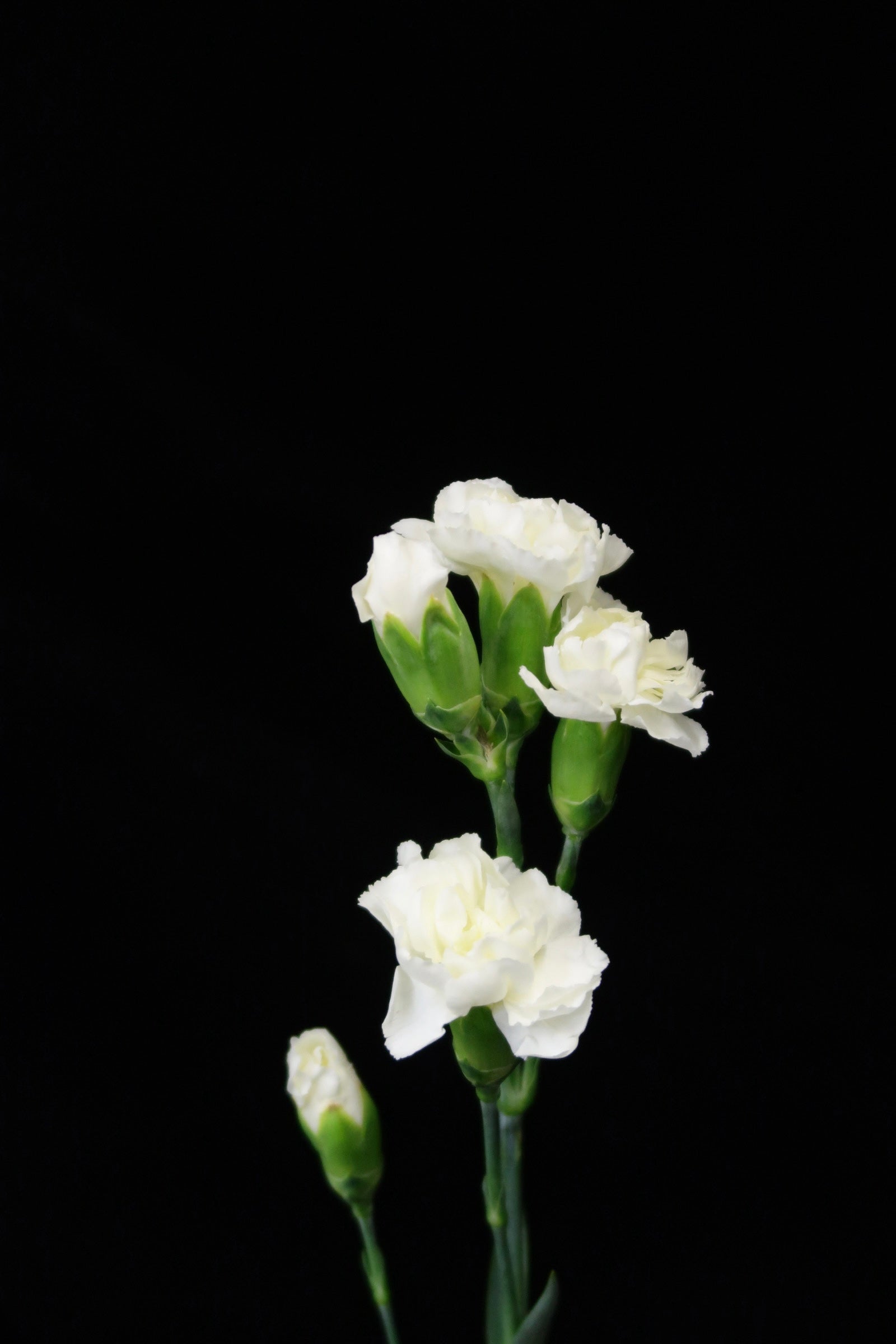Spray Carnation - White