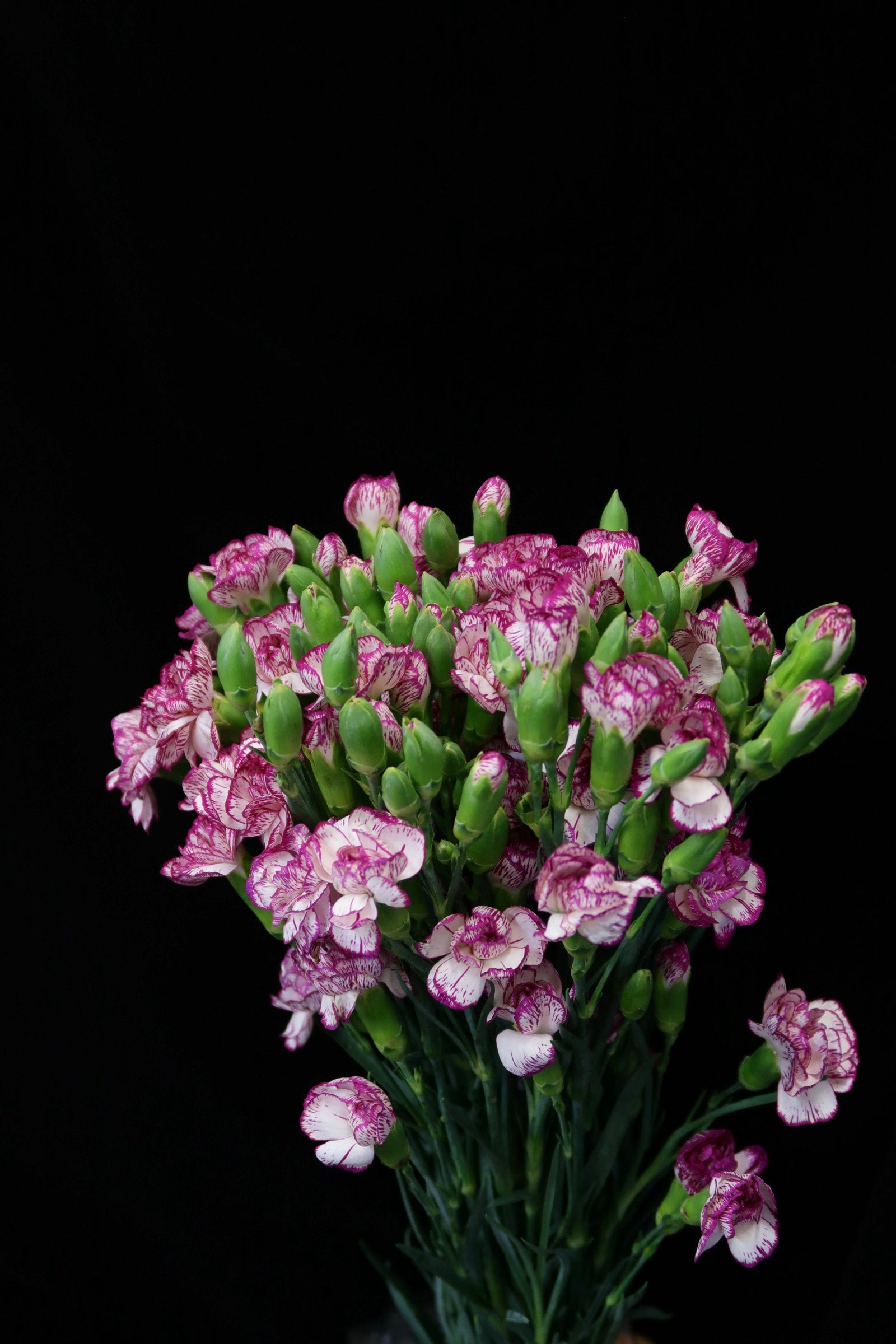 Spray Carnation - White / Purple