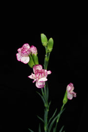 Spray Carnation - White / Purple