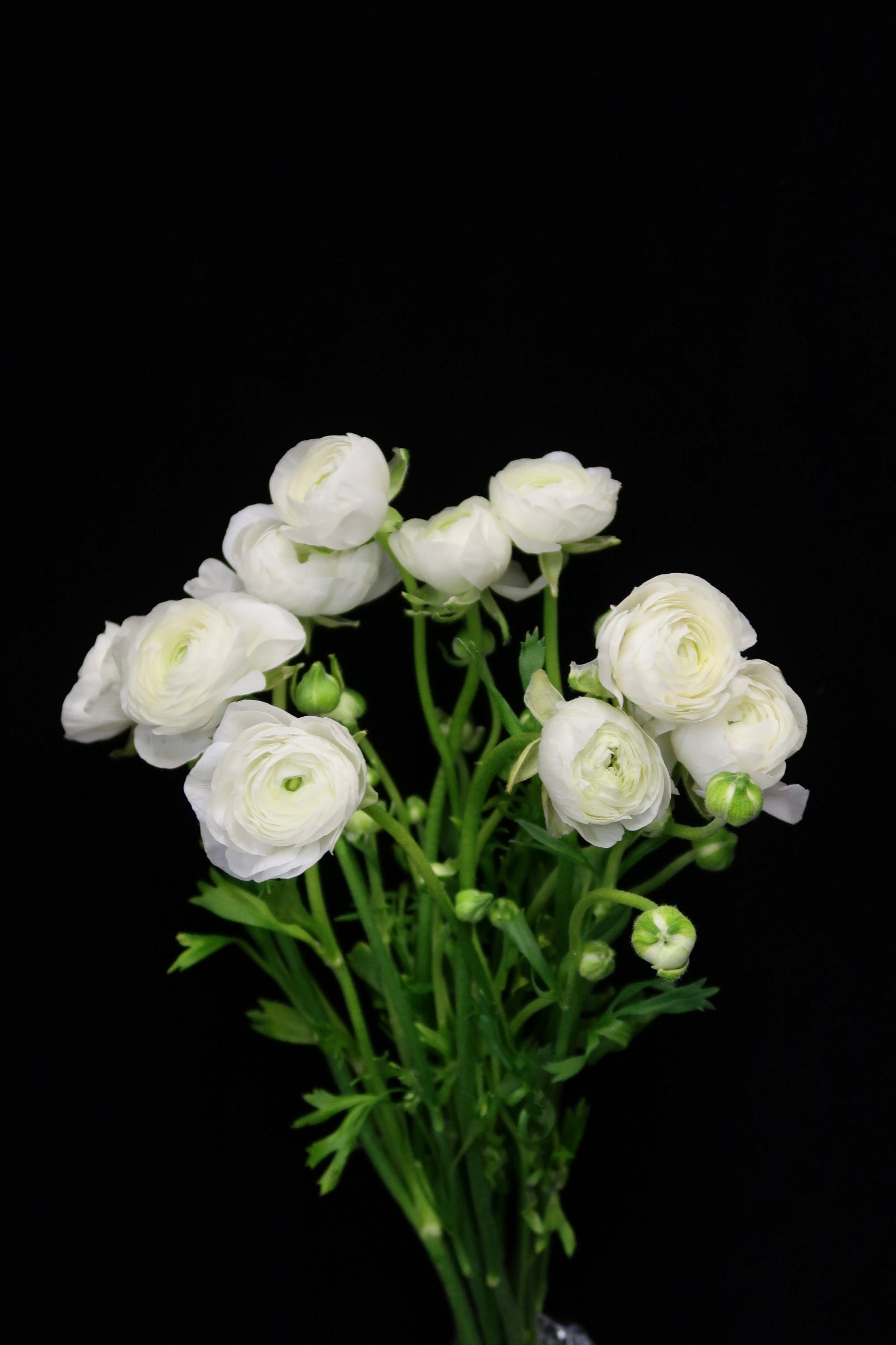 Ranunculus - White
