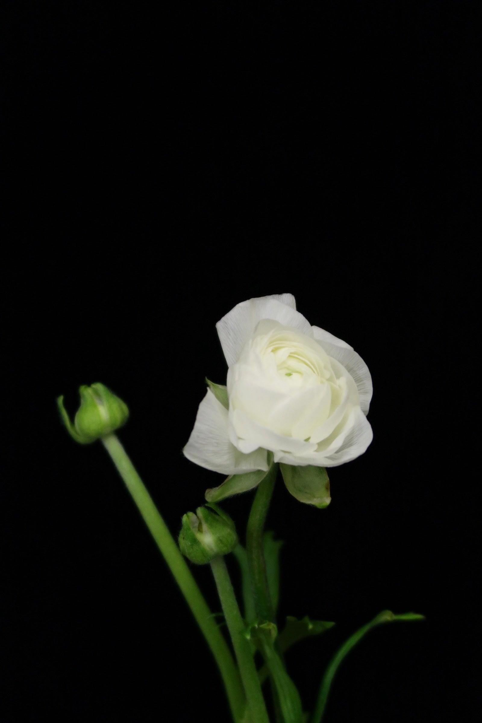 Ranunculus - White