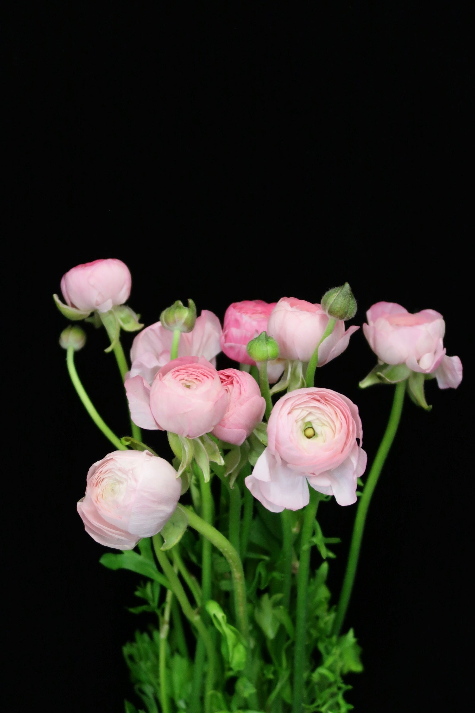 Ranunculus - Pink