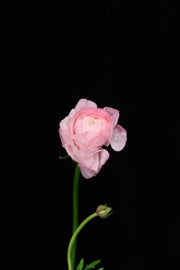 Ranunculus - Pink