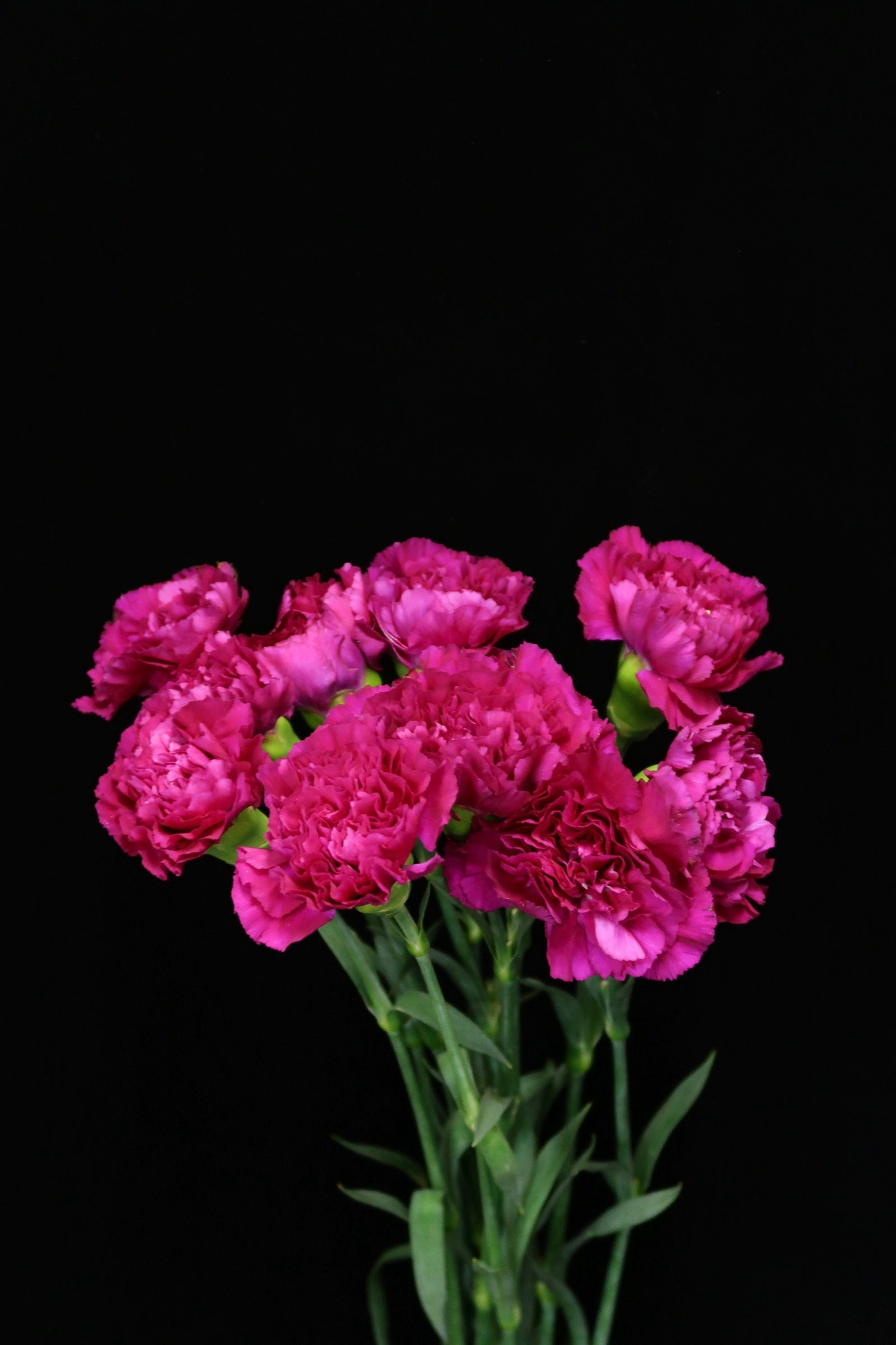 Carnation - Purple