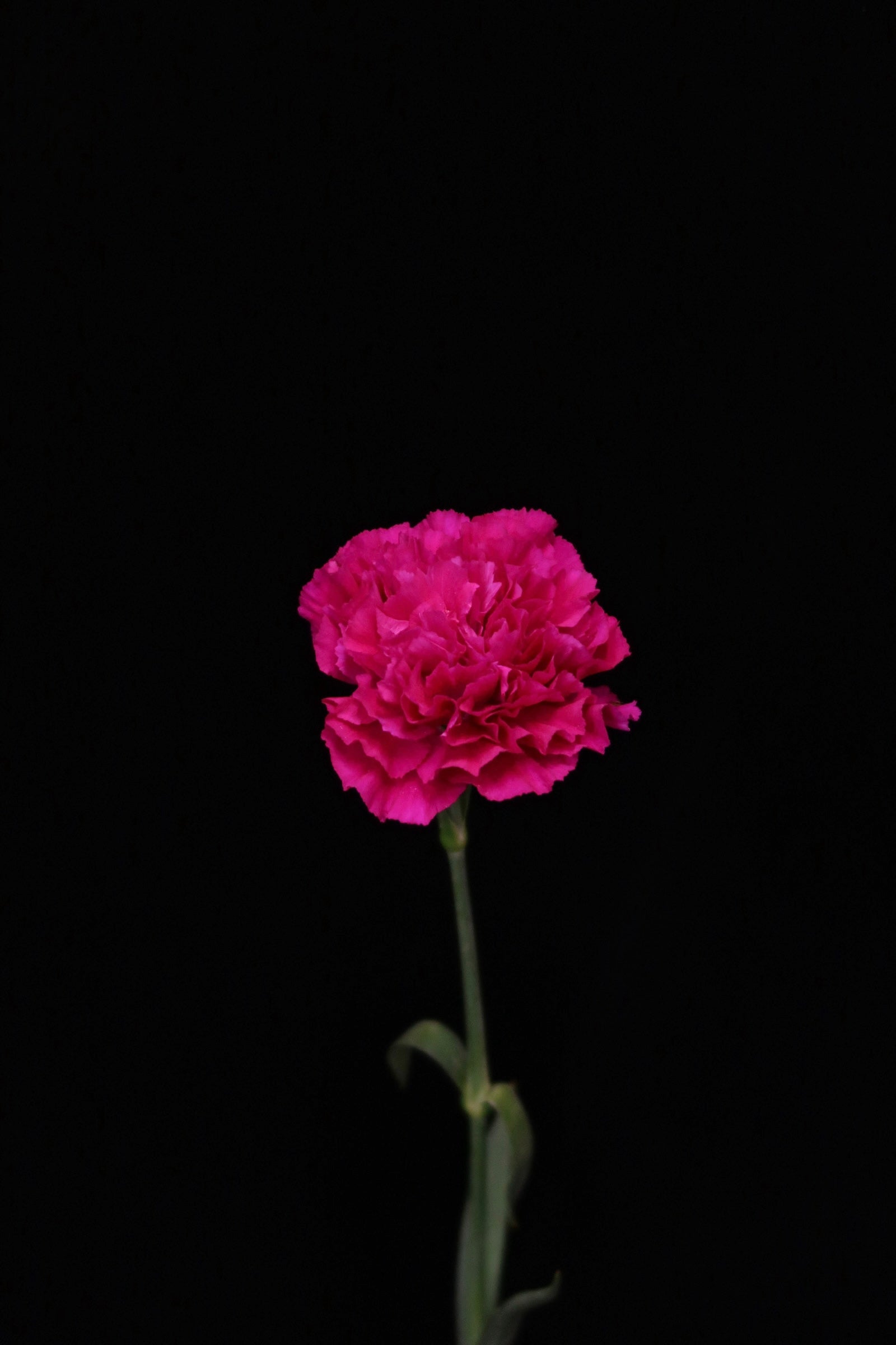 Carnation - Purple
