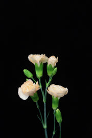 Spray Carnation - Champagne
