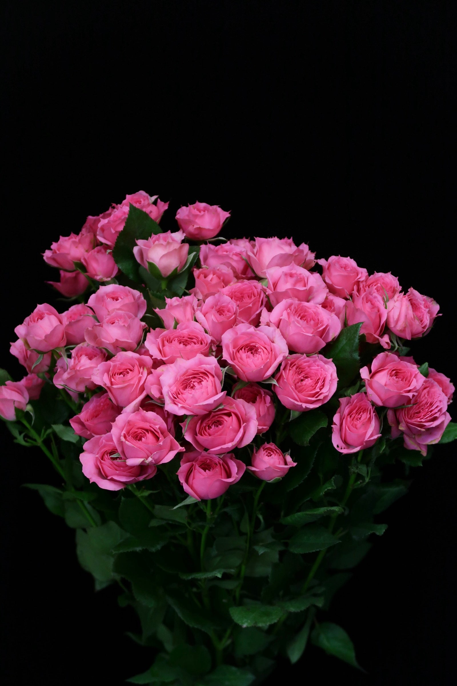 Spray Rose - Sophie