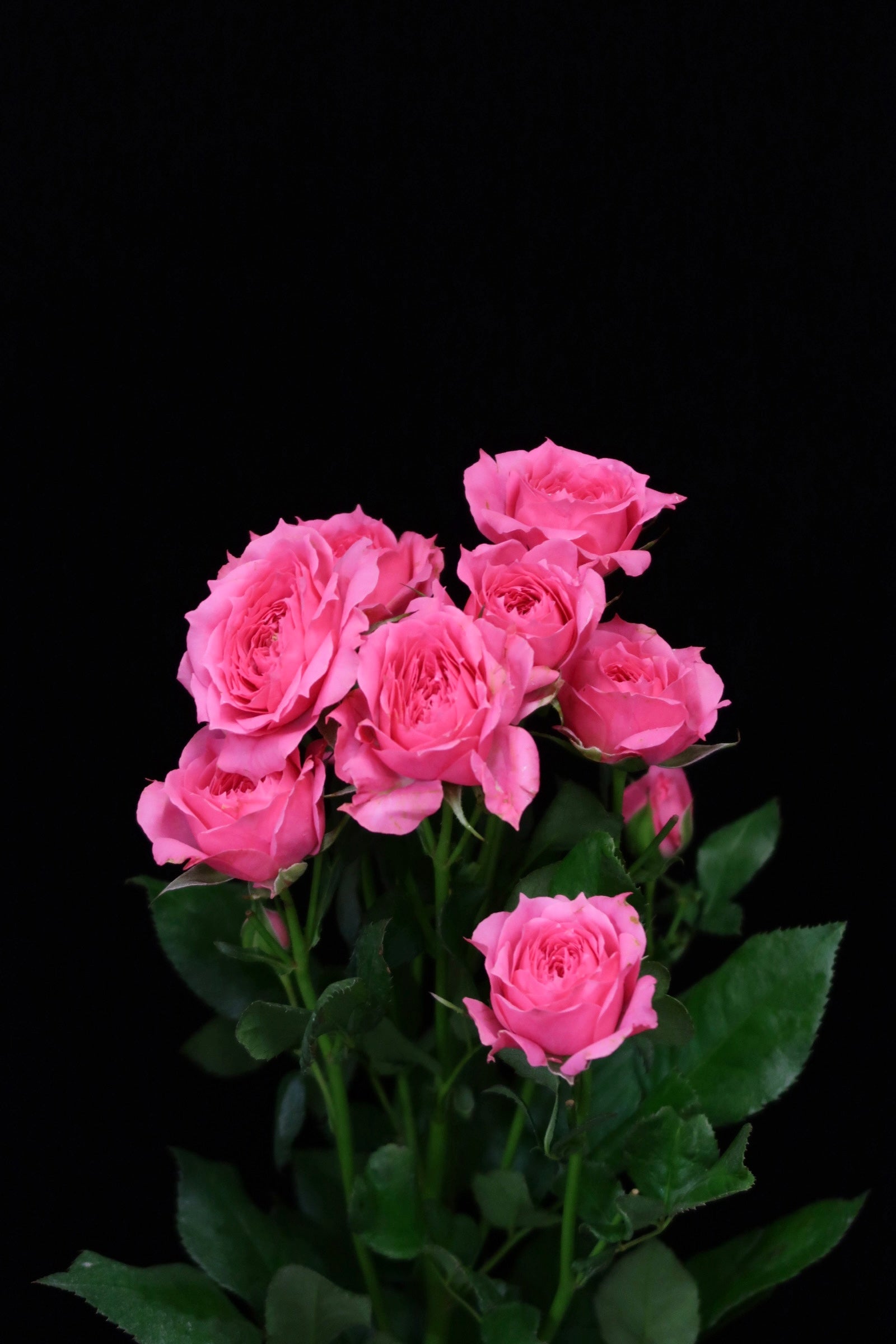 Spray Rose - Sophie