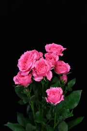 Spray Rose - Sophie