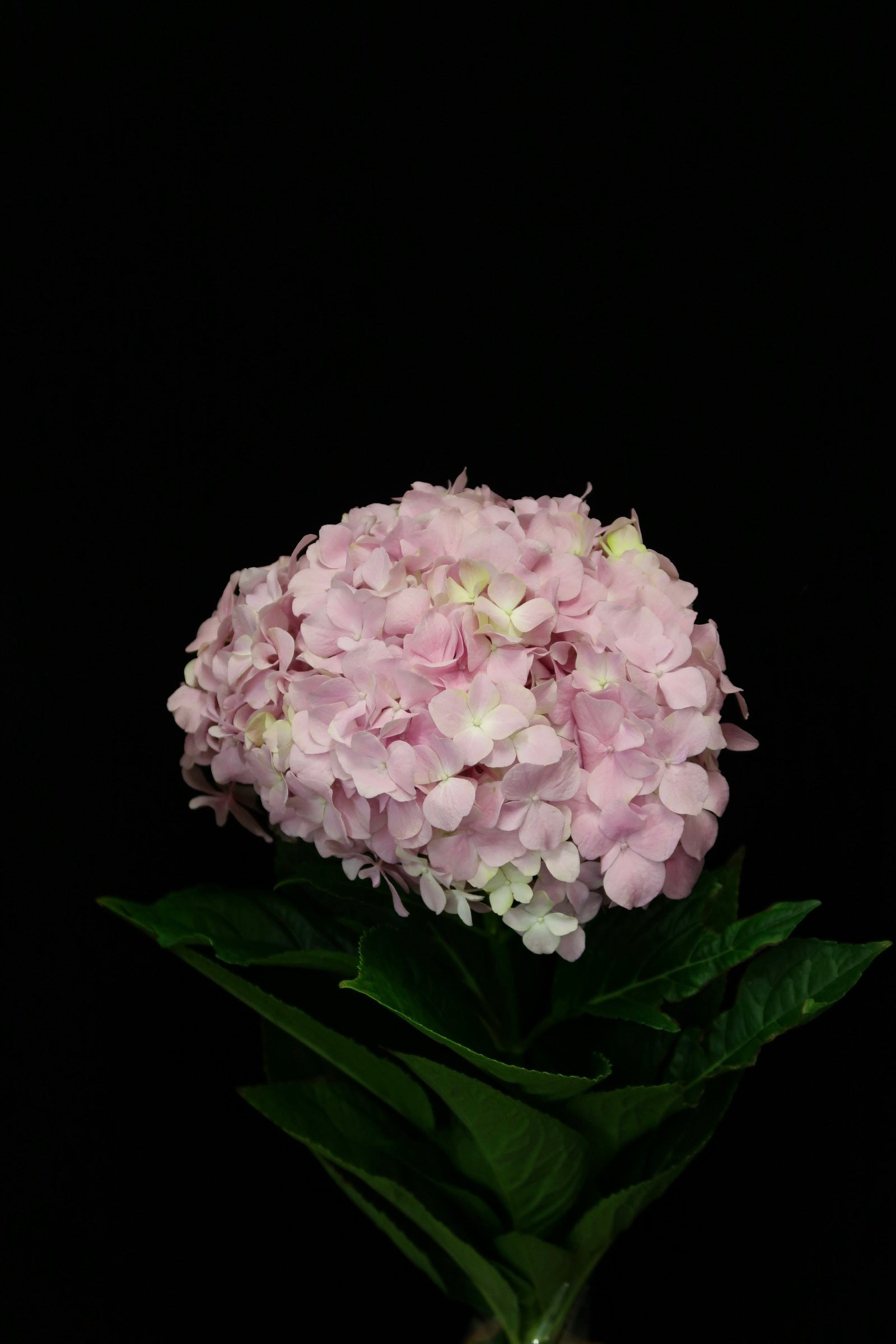 Hydrangea - Light Pink