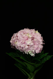 Hydrangea - Light Pink