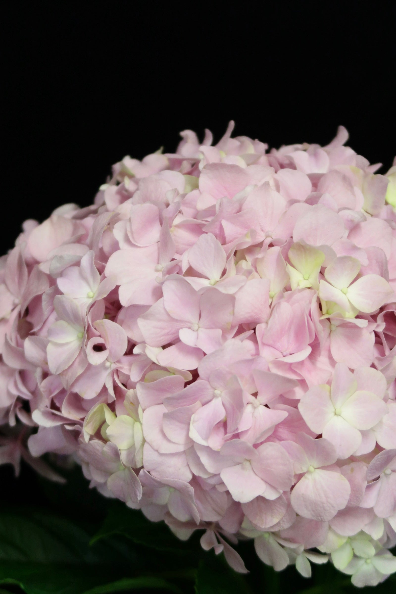 Hydrangea - Light Pink