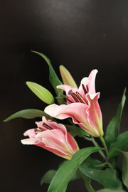 Lily 3+ Sorbonne