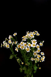 Camomile