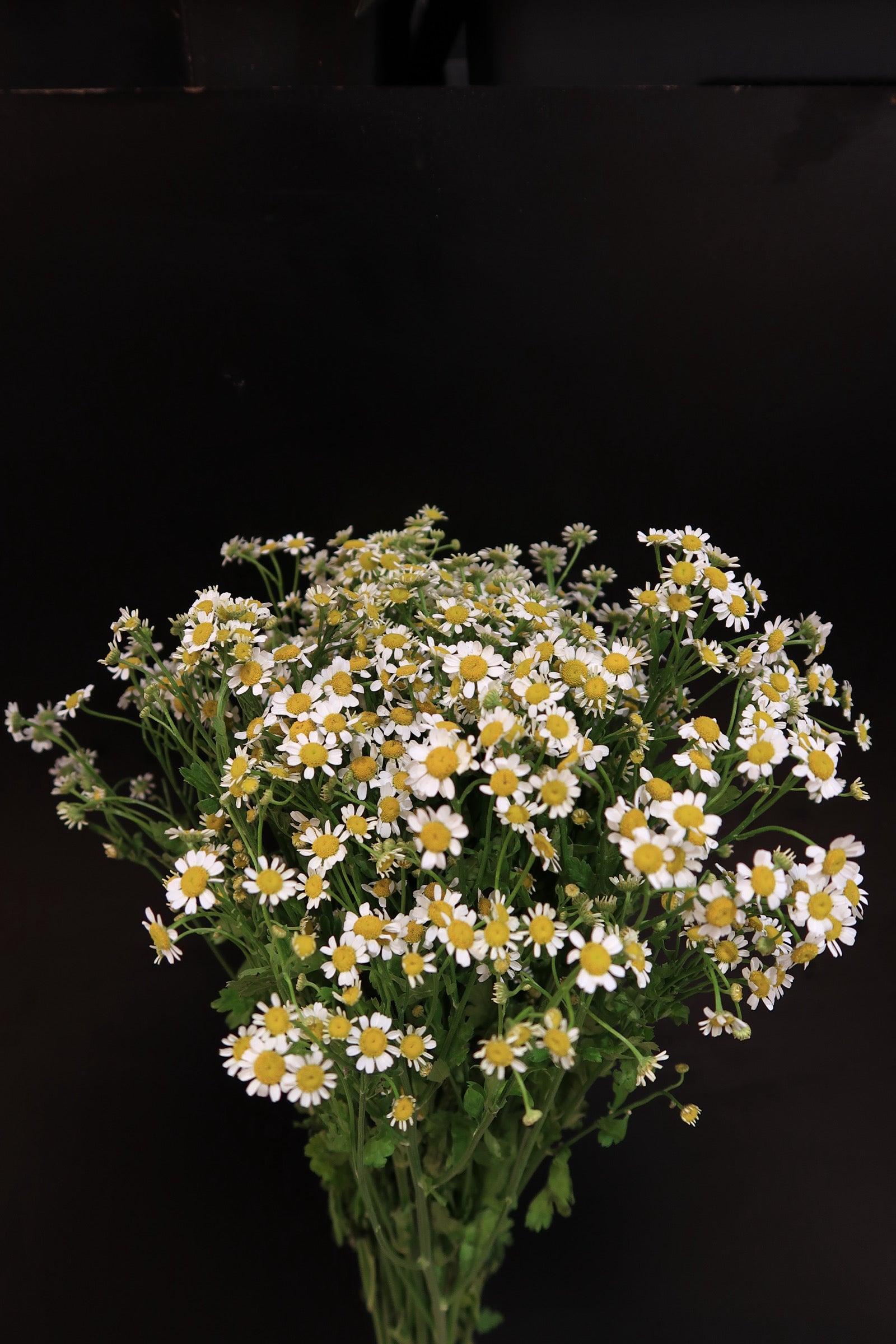 Camomile
