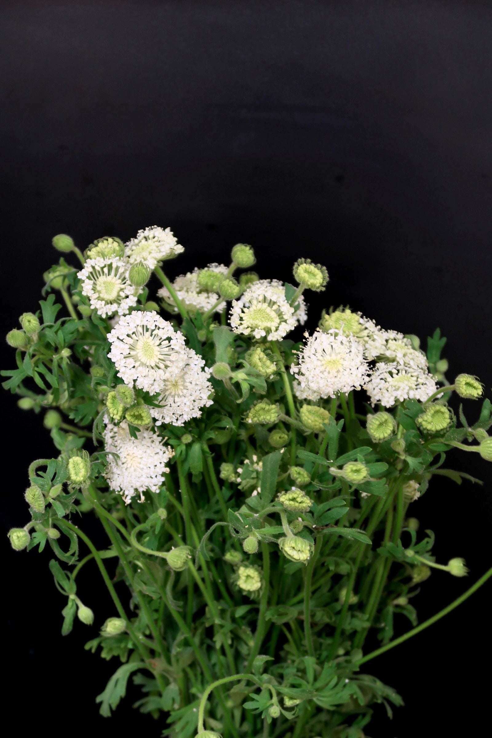 Trachymene Coerulea - White