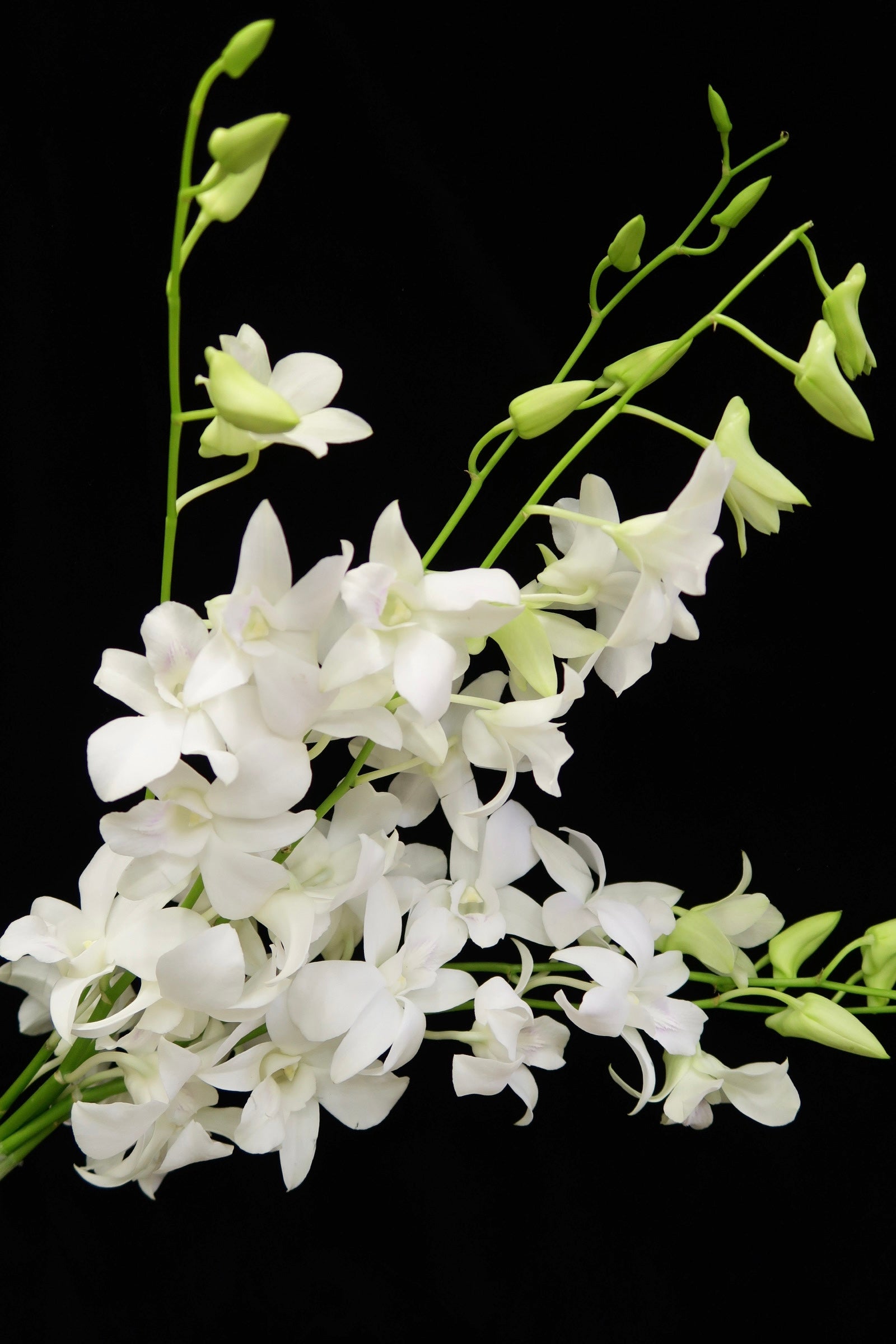 Dendrobium Orchid - White