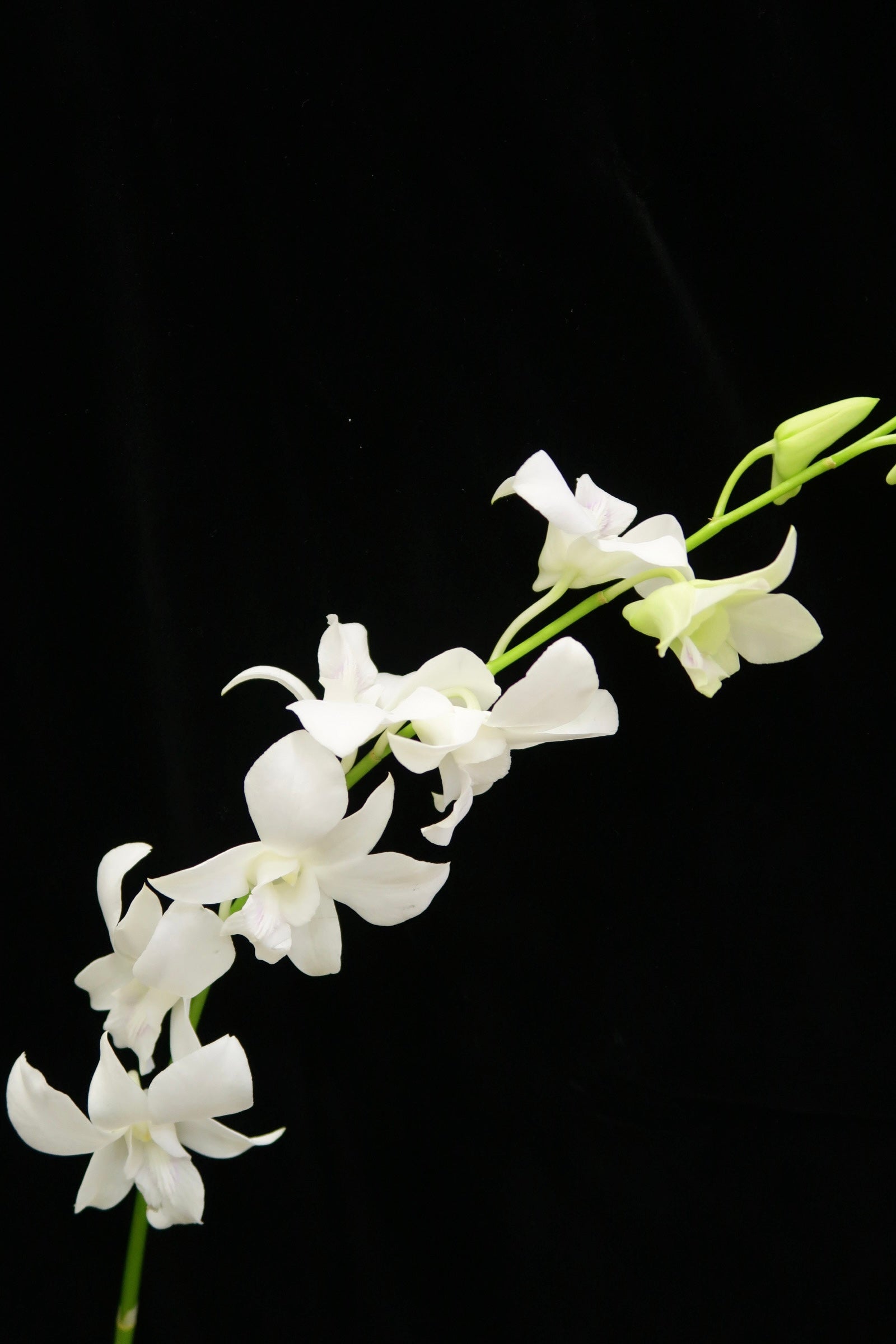 Dendrobium Orchid - White