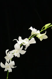 Dendrobium Orchid - White