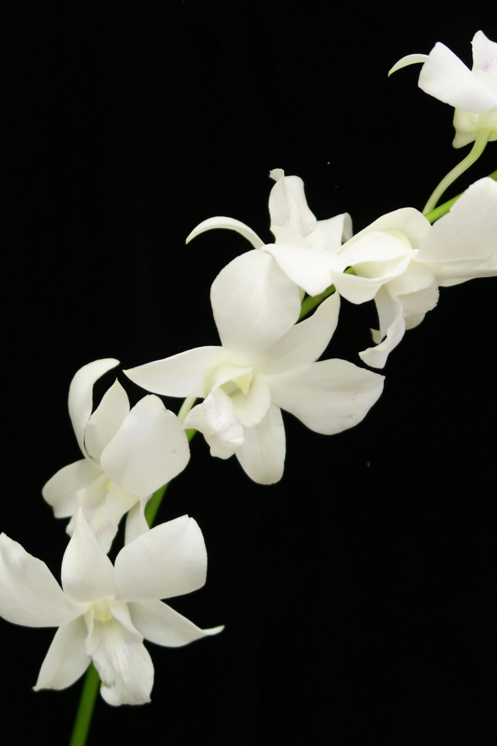 Dendrobium Orchid - White