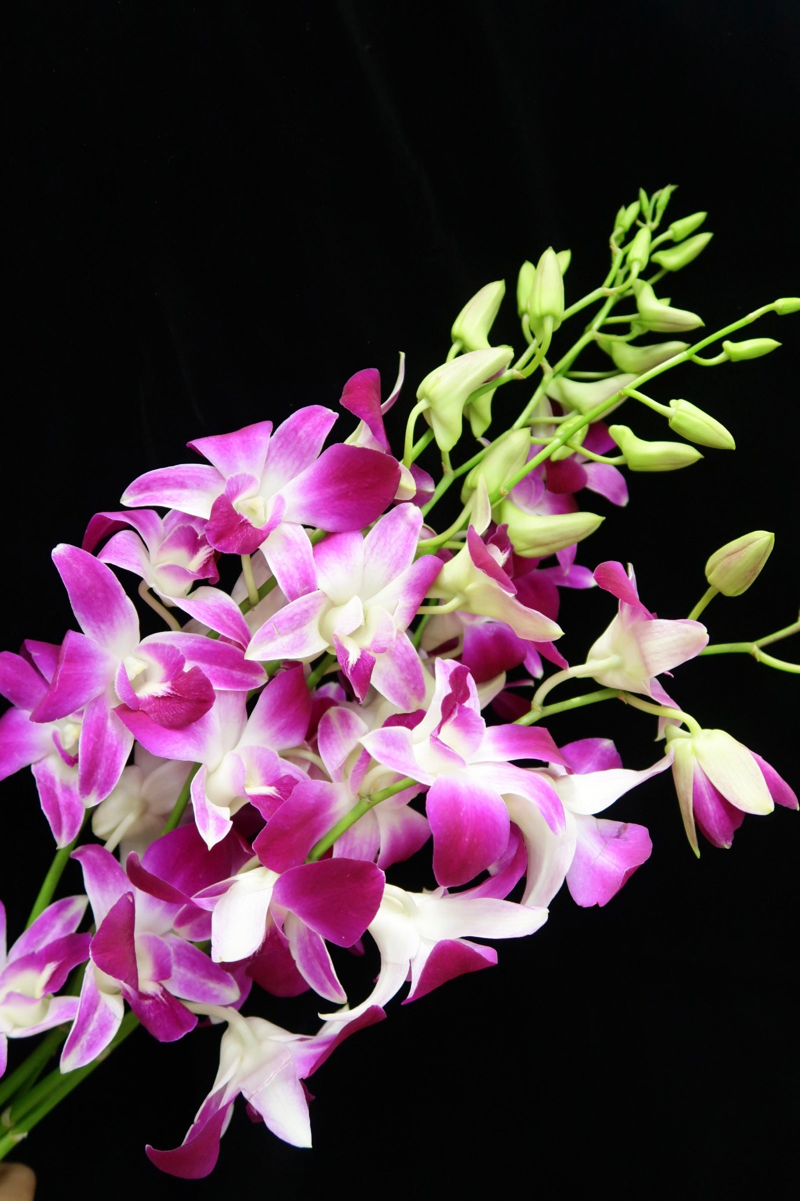 Dendrobium Orchid - Sonia