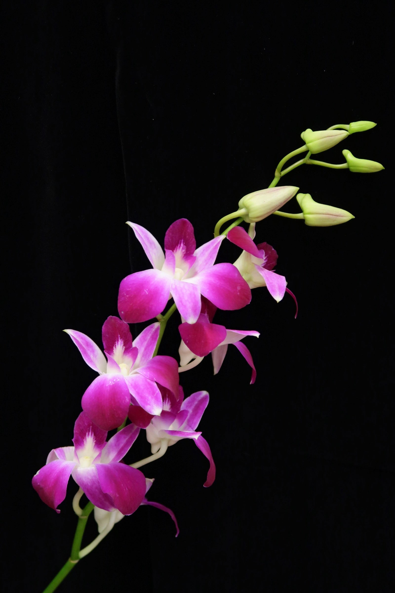 Dendrobium Orchid - Sonia