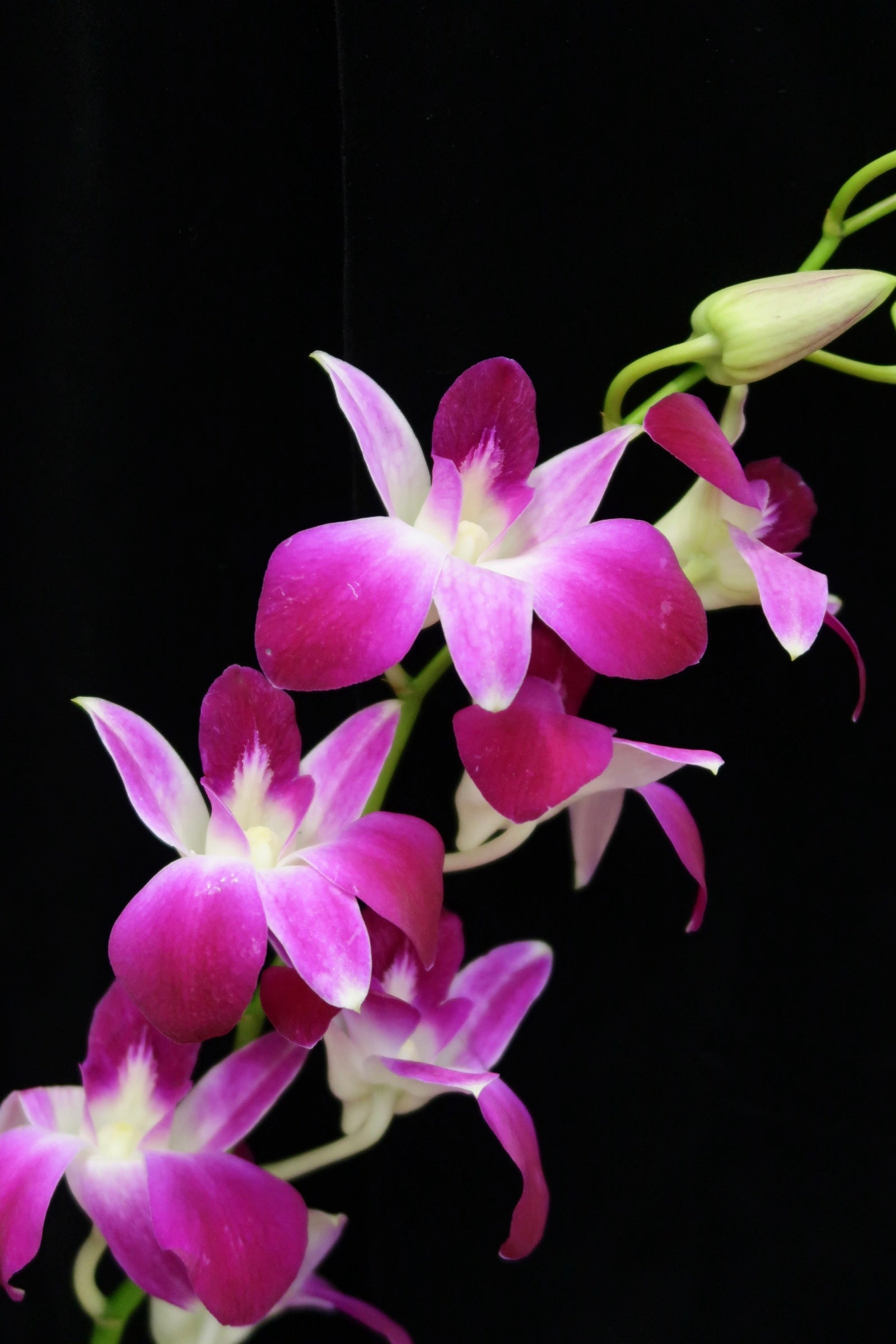Dendrobium Orchid - Sonia