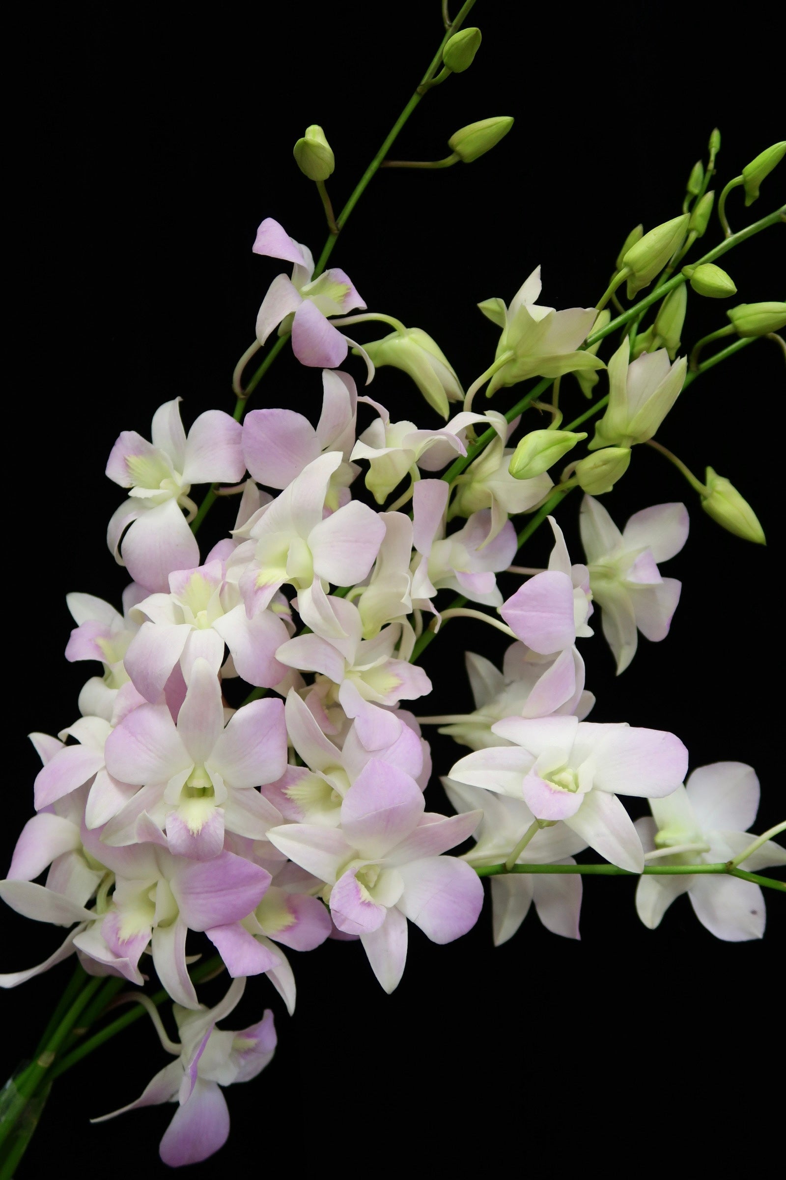 Dendrobium Orchid - Pink Belove