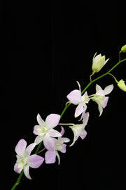 Dendrobium Orchid - Pink Belove