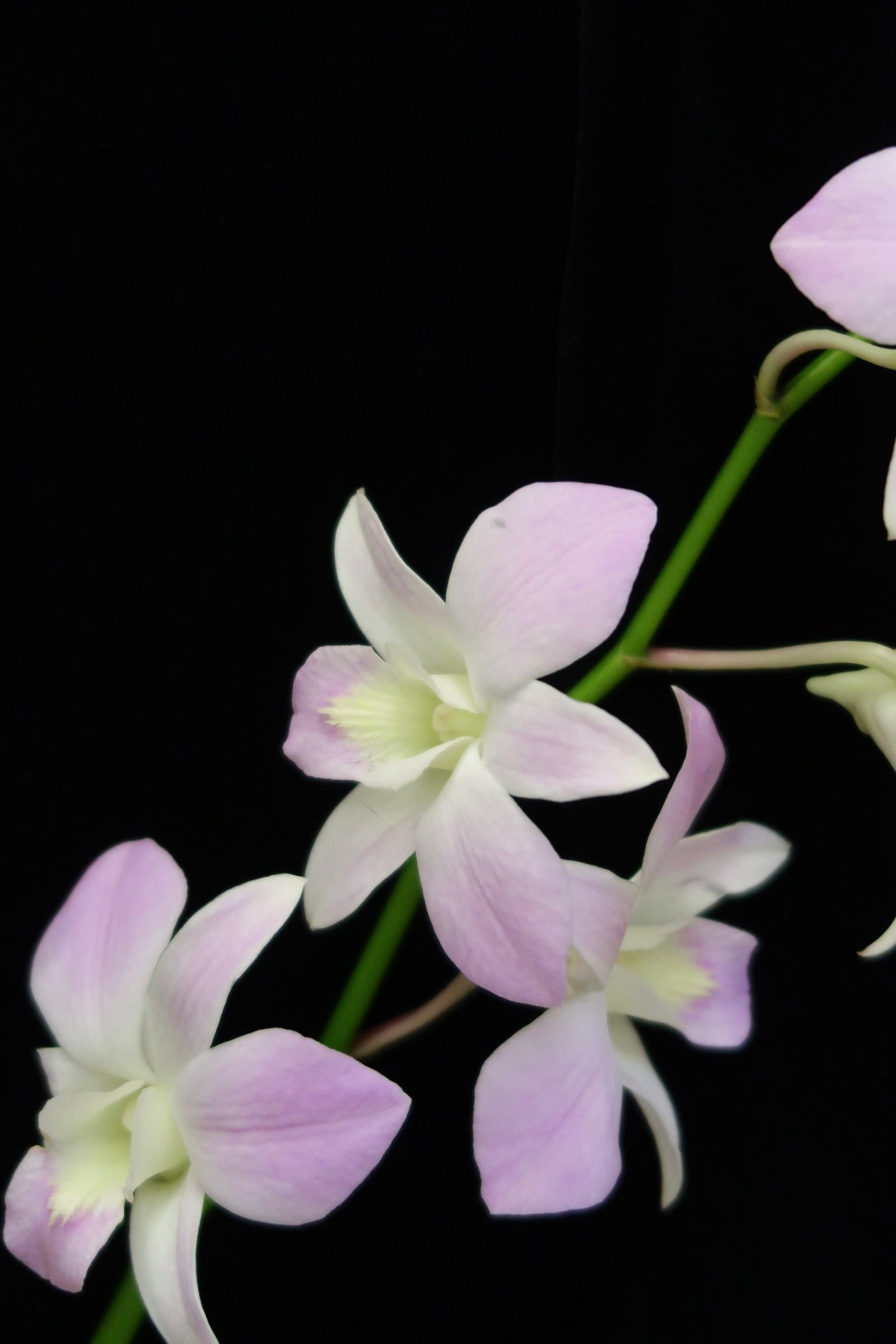 Dendrobium Orchid - Pink Belove