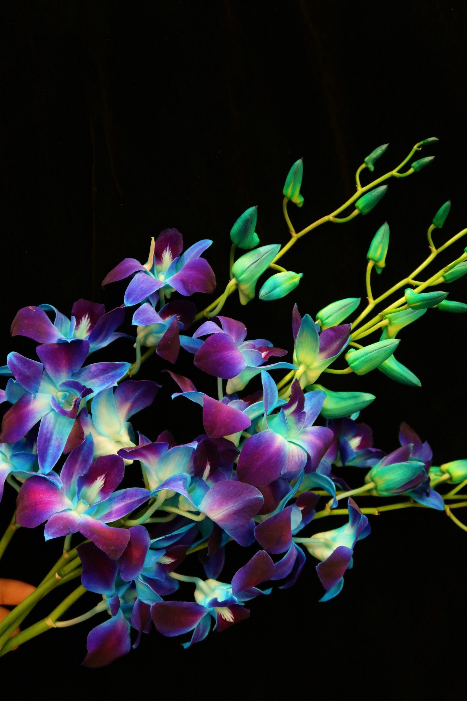 Dendrobium Orchid - Blue Sonia