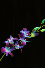 Dendrobium Orchid - Blue Sonia