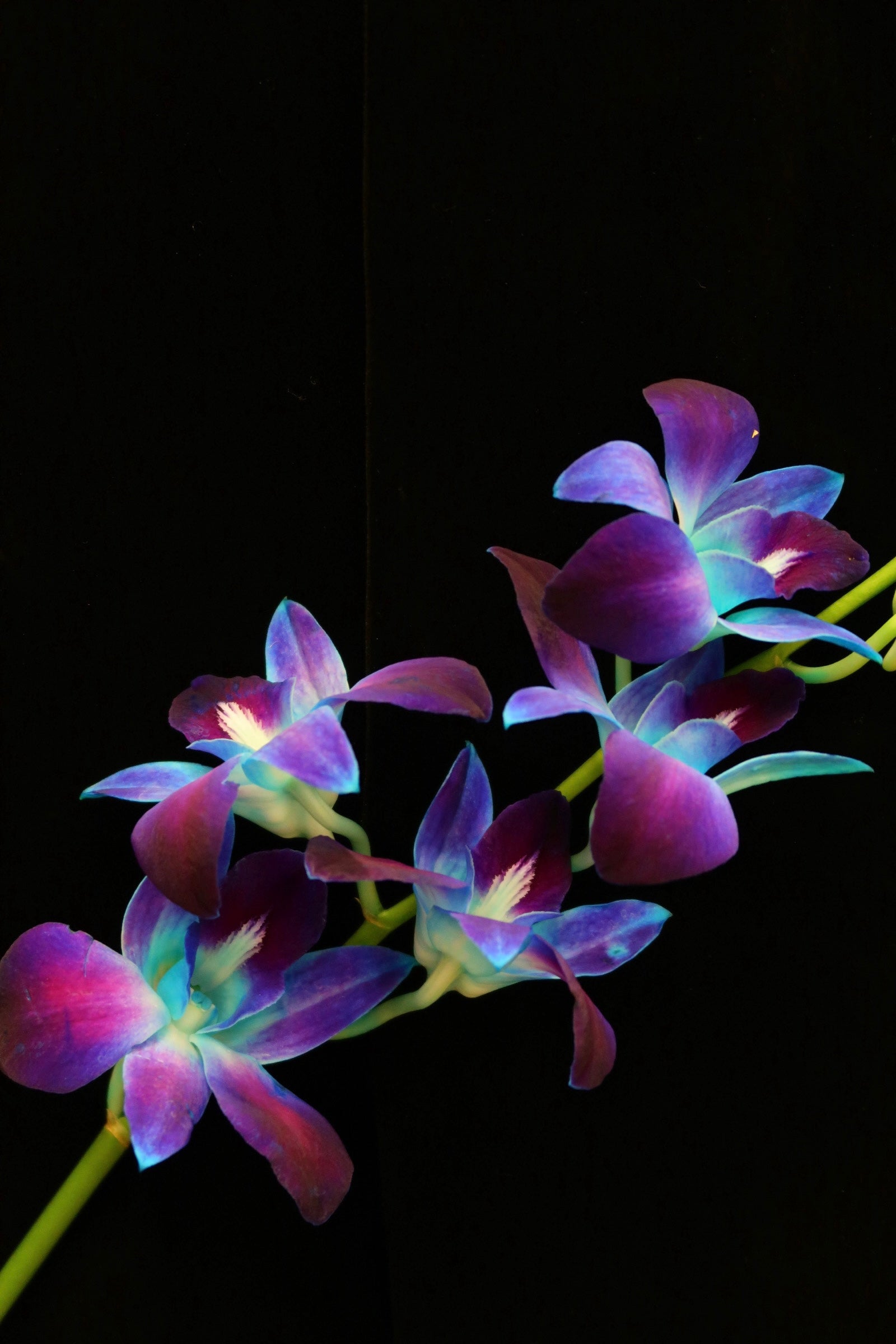 Dendrobium Orchid - Blue Sonia