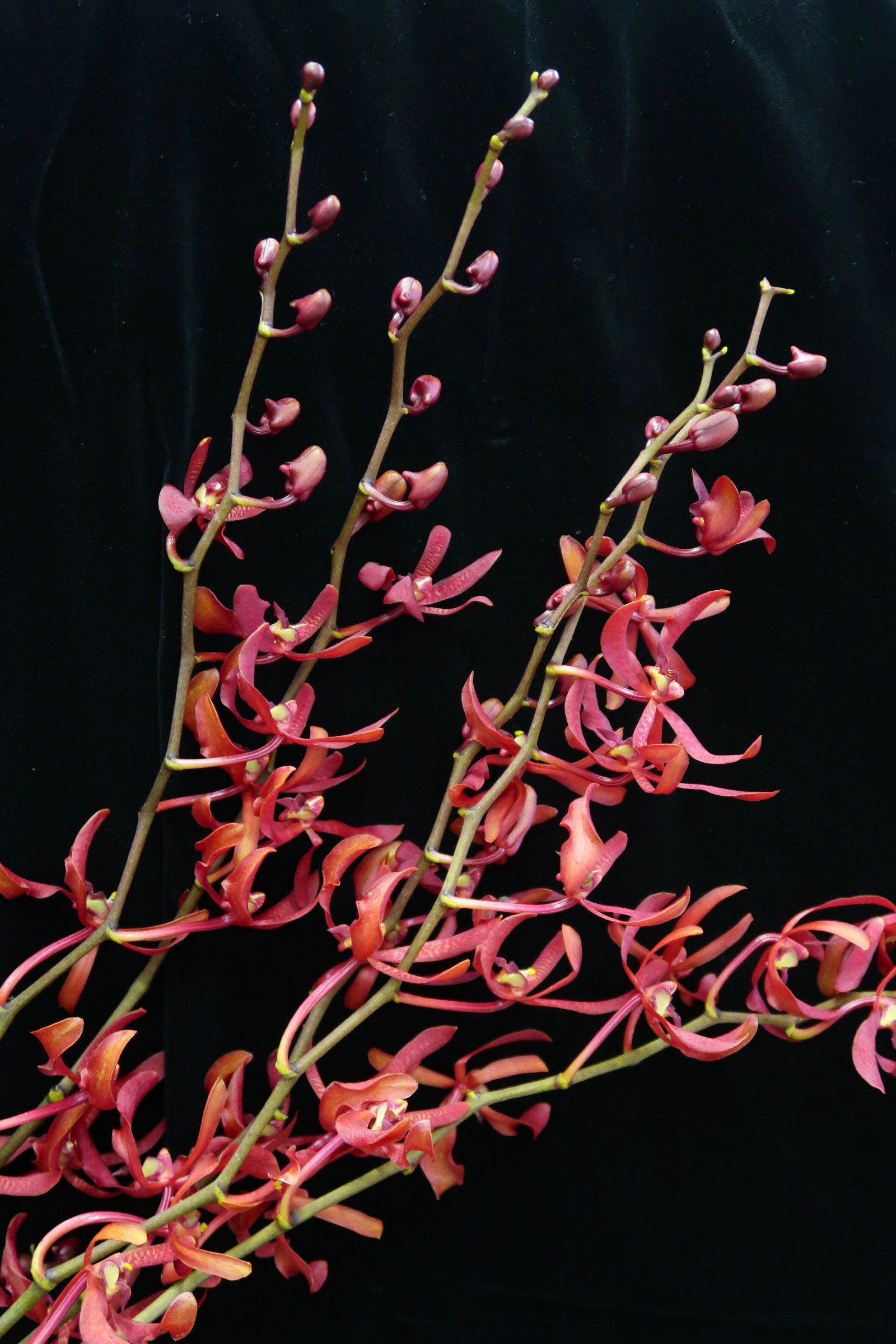 Aranthera Orchid - Annie Black