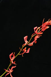 Aranthera Orchid - Annie Black