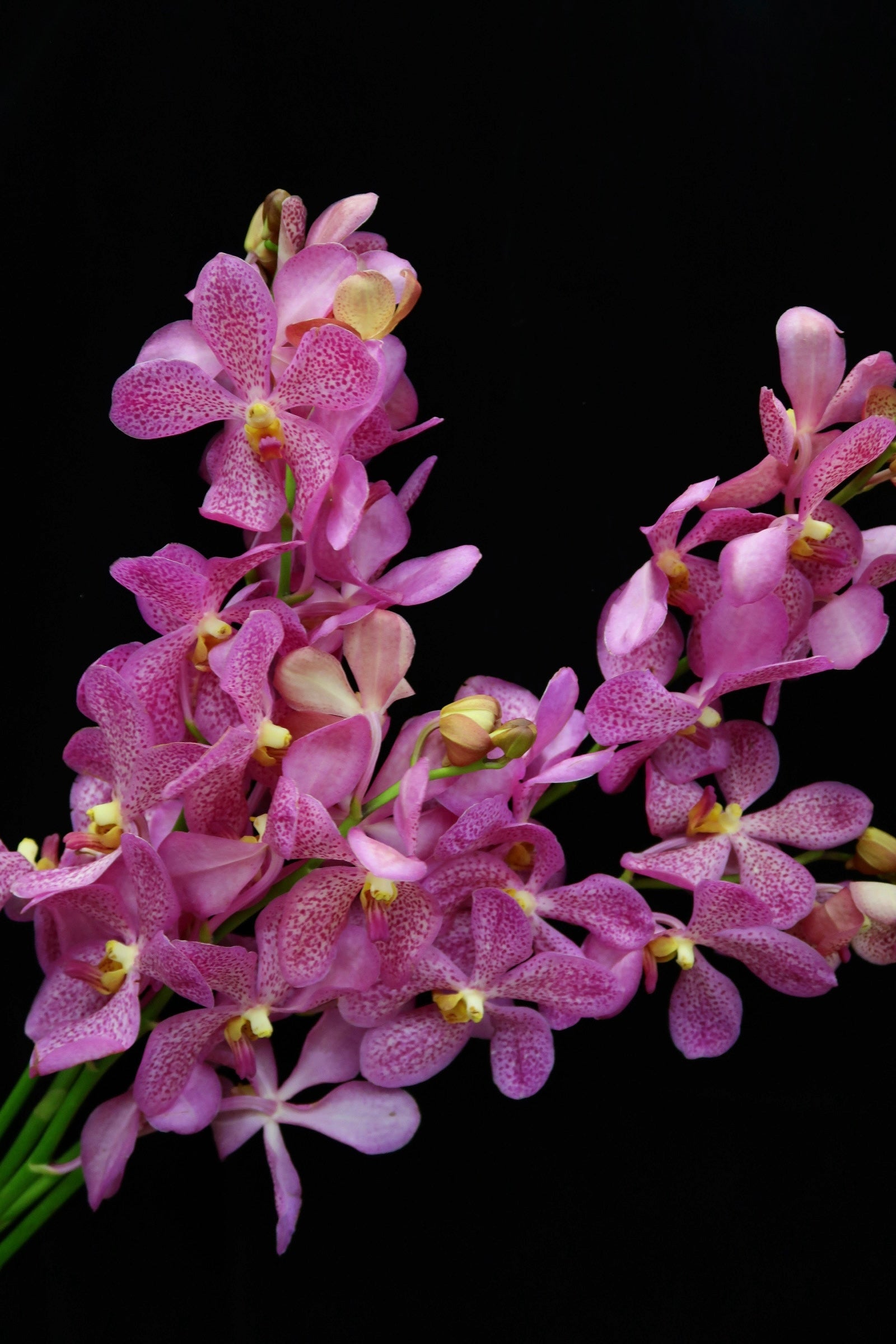 Mokara Orchid - Chubkuan Purple