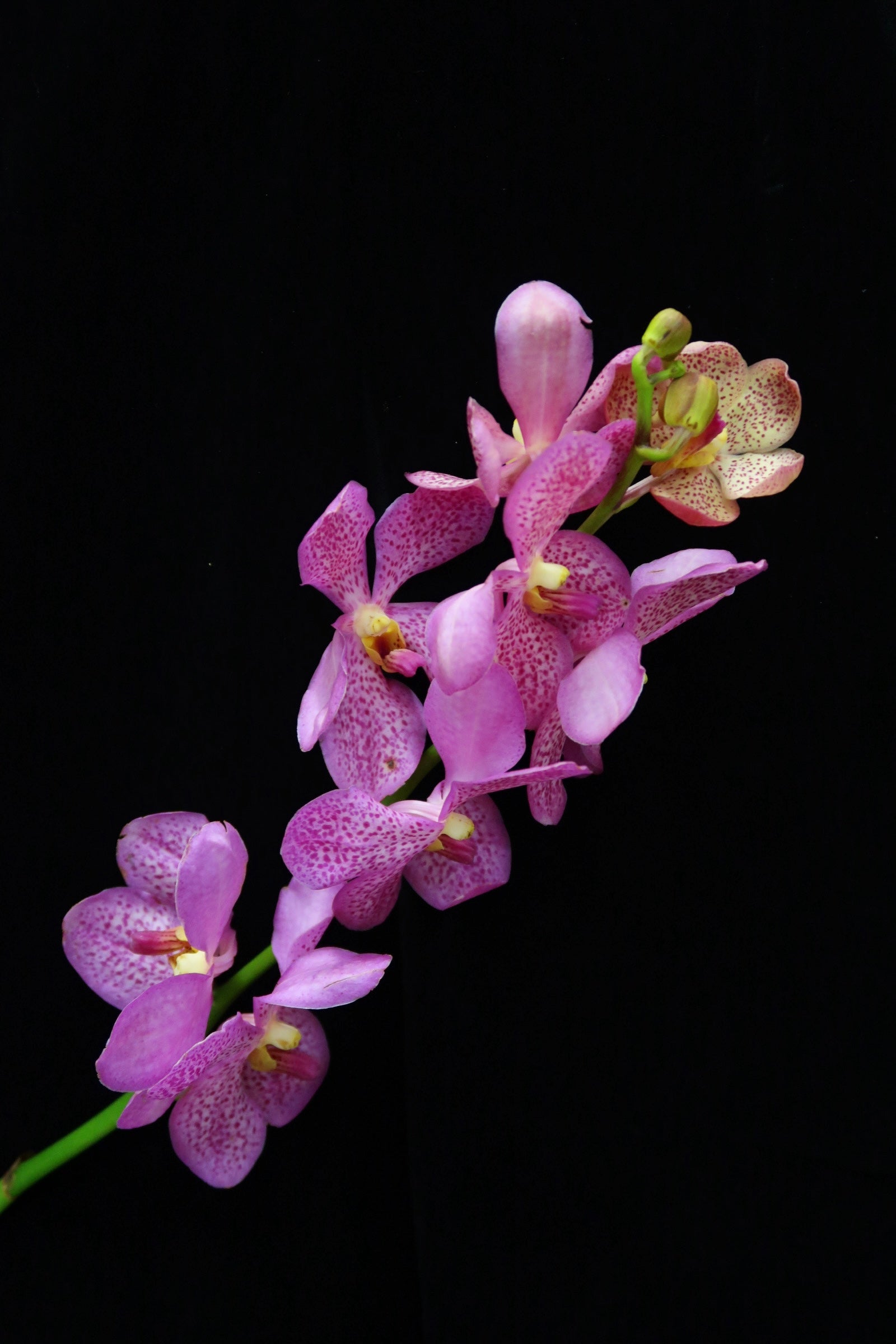 Mokara Orchid - Chubkuan Purple