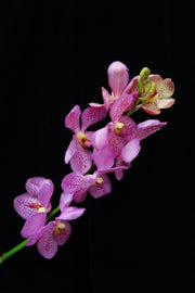 Mokara Orchid - Chubkuan Purple